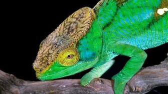 Green Chameleon Wallpaper