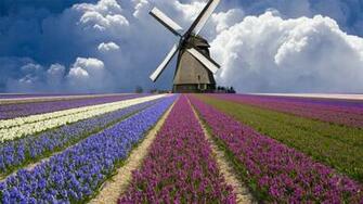 Windmill And Flower Field In Holland Wallpaper