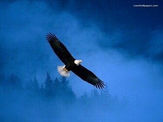 Image Gallary Beautiful And Amazing Eagle Pictures
