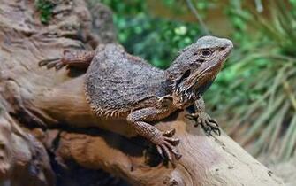 Eastern Bearded Dragon Wallpaper