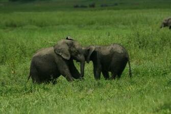 Baby Elephant Wallpaper