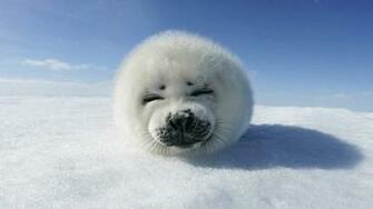 Funny Animals Animal Humor Photo