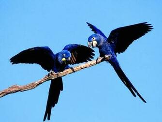 Blue Bird Wallpaper