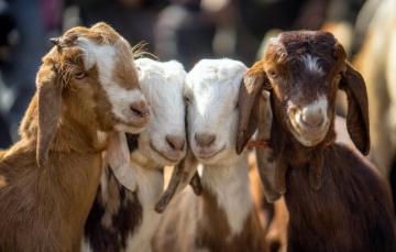 Wallpaper Baby Four Goats Image For Desktop Section