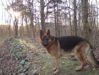 Berger Allemand Wallpaper
