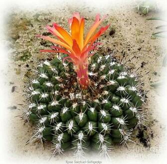 Cactus Flower Watercolor With Orange