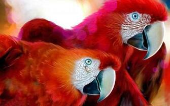 Parrot HD Wallpaper 1080p