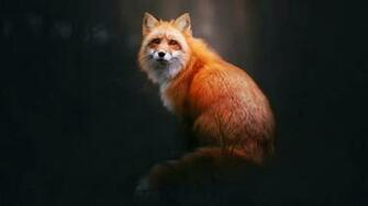 Fox Wallpaper