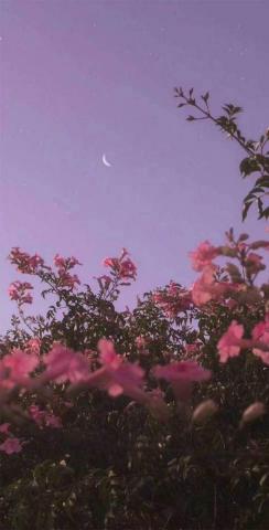 Wallpaper Best Collection iPhone