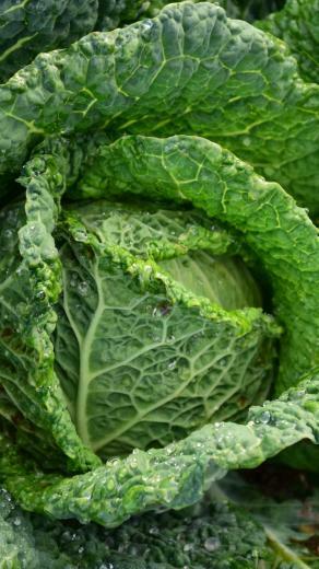 Green Cabbage Wallpaper iPhone Android Desktop Background