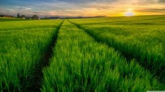 Green Field Spring 4k HD Desktop Wallpaper For Ultra Tv