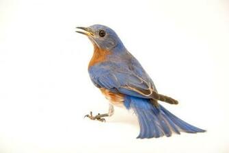 Bluebird Wallpaper Background