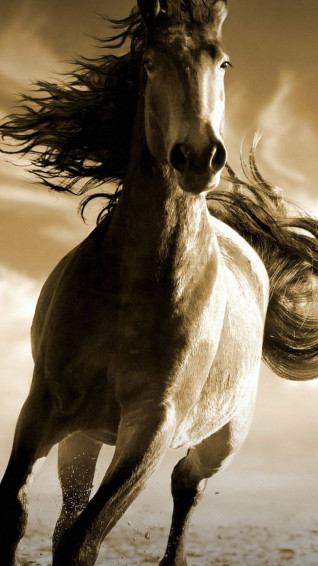Running Horse 4k Ultra HD Mobile Wallpaper