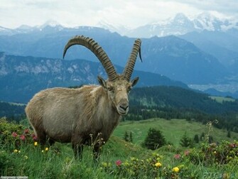 Mountain Goat Wallpaper Open Walls