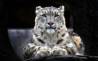 Animals Snow Leopards Wallpaper HD
