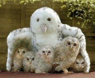 Desktop Baby Animals Background Wallpaper