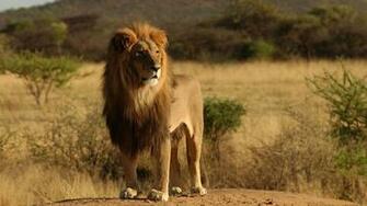 Wildlife HD Wallpaper