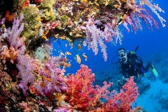 Sports Scuba Diving Ocean Sea Underwater Coral Reef People Wallpaper