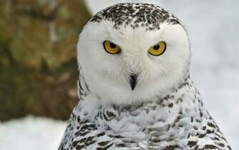 White Owl Wallpaper High Quality