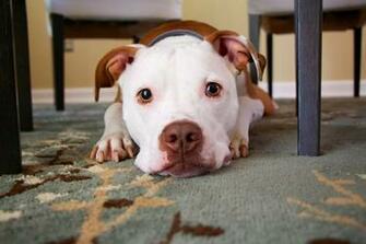 Pitbull Wallpaper HD Hq