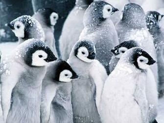 With Cute Baby Penguin Wallpaper HD Animal