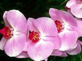 Moth Orchids Flowers Wallpaper