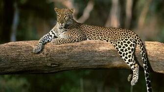 Wallpaper Great African Animal