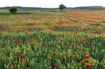 Field Of Poppies Wallpaper
