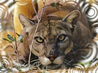 Florida Panther Wallpaper