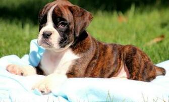 Boxer Puppy Lying Down On A Blanket Puppies Wallpaper Picture