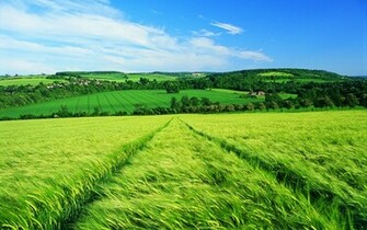 Grasslands Wallpaper