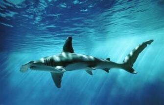 Cute Baby Sharks Wallpaper
