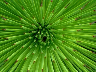 Spot Green Flower Wallpaper Html