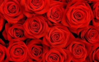 Wallpaper Red Rose Background Desktop HD