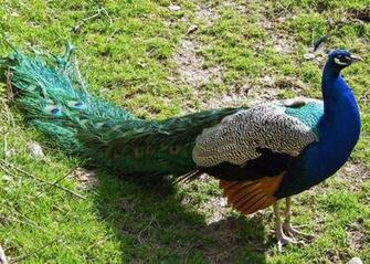 Peafowl Wallpaper First HD