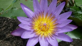 Water Lily Wallpaper