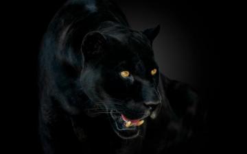 Wallpaper Panther Black Jaguar Wild Cat