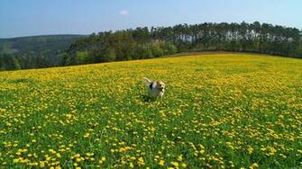 Wallpaper Field Summer Dog Desktop HD