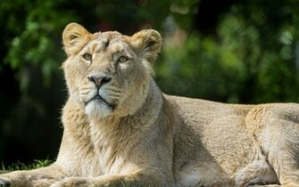 Lioness Wallpaper