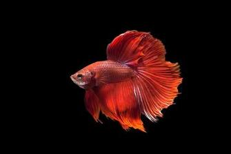 S Favourites Nobody Animals Fishes