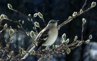 Mockingbird In Magnolia Wallpaper