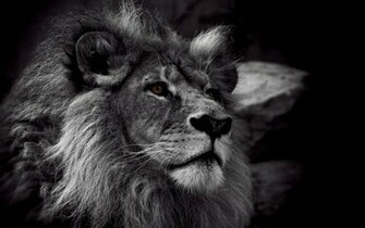 Black And White Lion Desktop Wallpaper