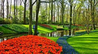 Tulip Garden In Holland 4k Ultra HD Wallpaper Background Image