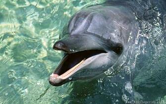 Dolphin Animal Wallpaper Windows