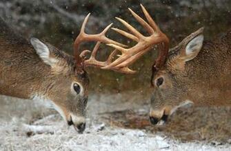 Clash Of The Titans Deer Rut Ontario Canada