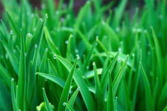 Green Grass Wallpaper