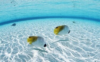 Fish In The Ocean Desktop Wallpaper