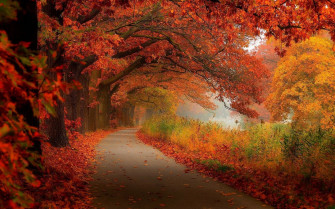 Desktop Wallpaper Autumn Leaves