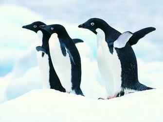 Related Wallpaper Animals Penguins Penguin
