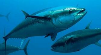 Warning Radioactive Tuna Is Now Hitting Our Shores And